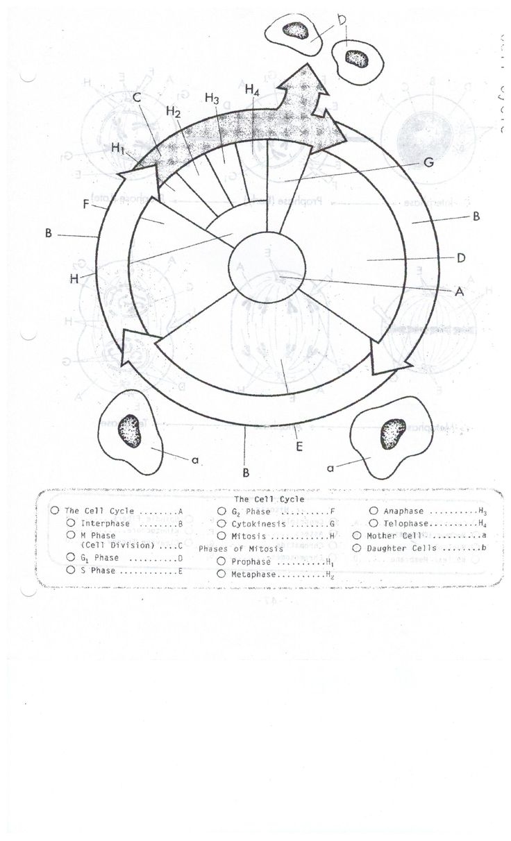 Cell Cycle Coloring Worksheet Sketch Coloring Page