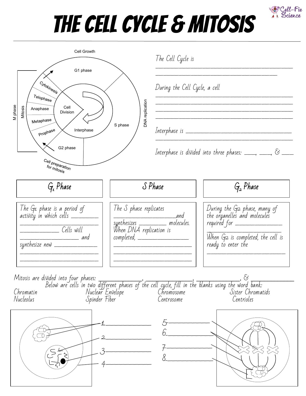 cell cycle coloring worksheet