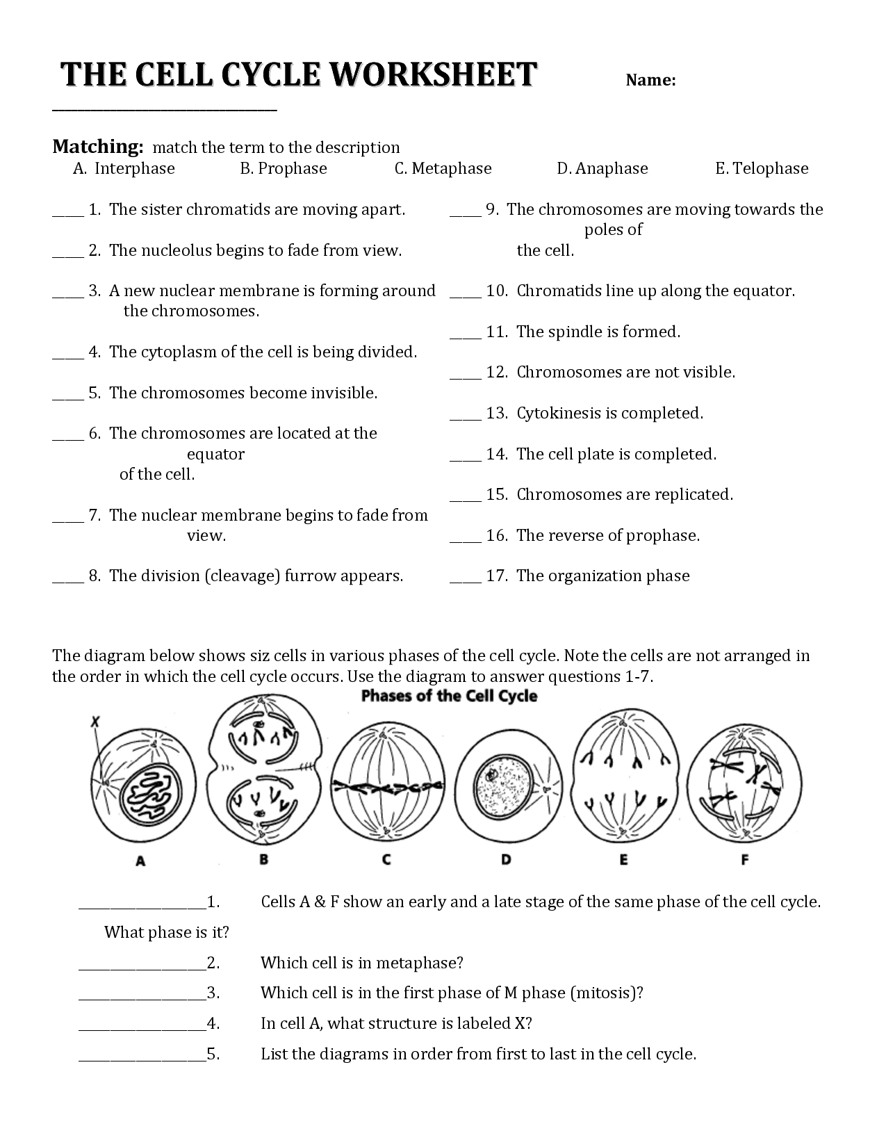 Cell Cycle Worksheet Answers Cell Cycle Biology Worksheet Worksheets Library