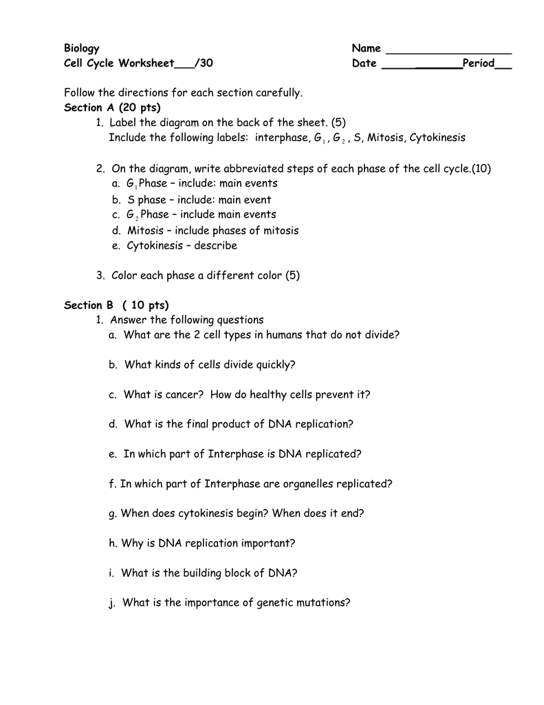 the cell cycle coloring worksheet