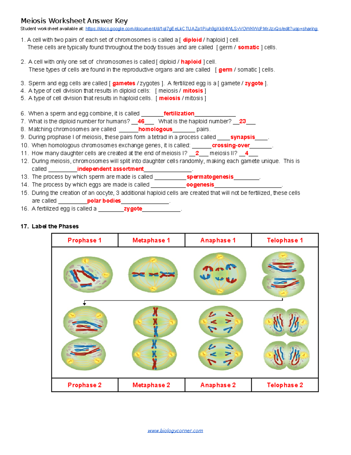 Cell Cycle Worksheet Key With Answers Study Guide Studocu