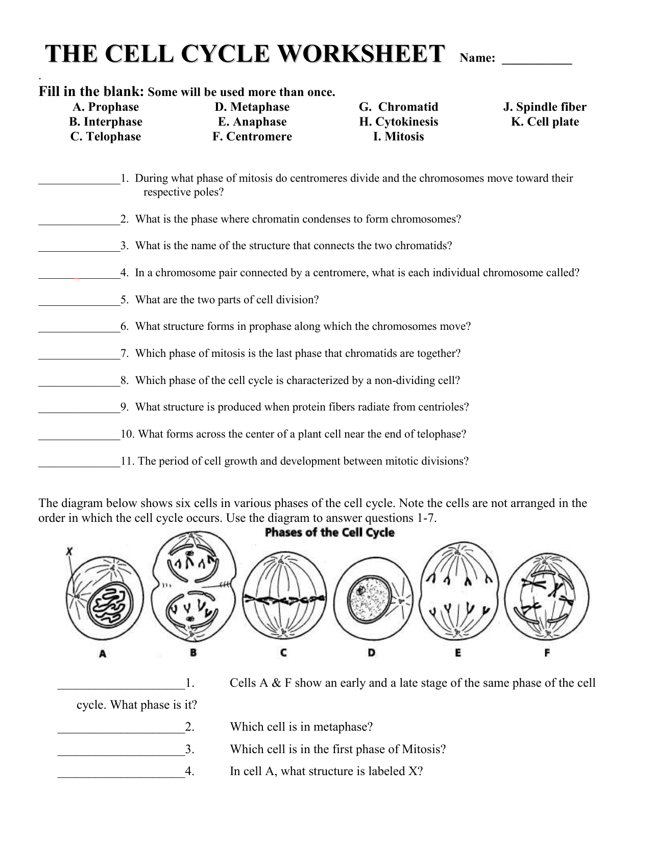 Cell Cycle Worksheet Mitosis Cell Division