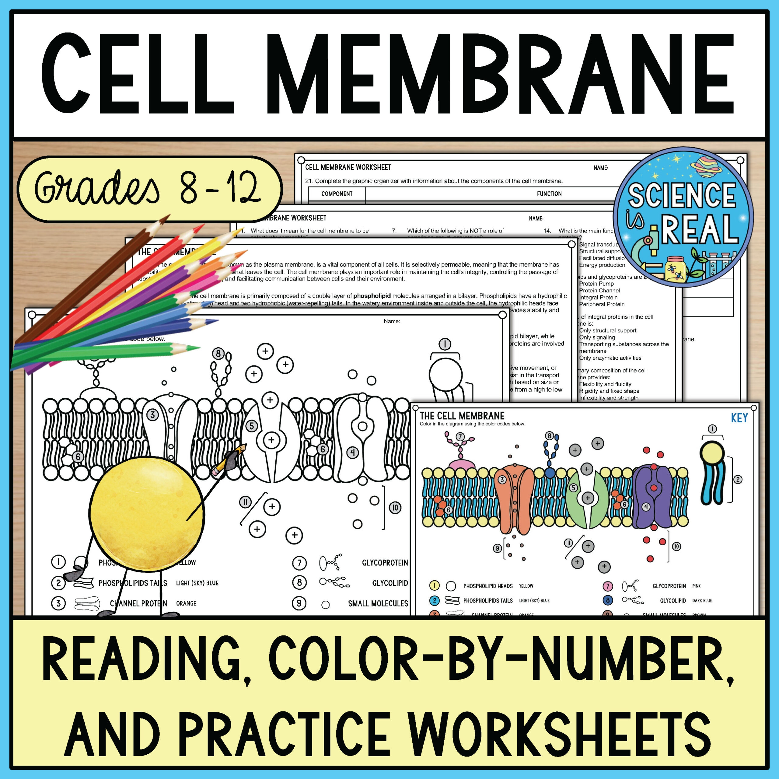 Cell Membrane Color By Number Reading And Worksheets Classful