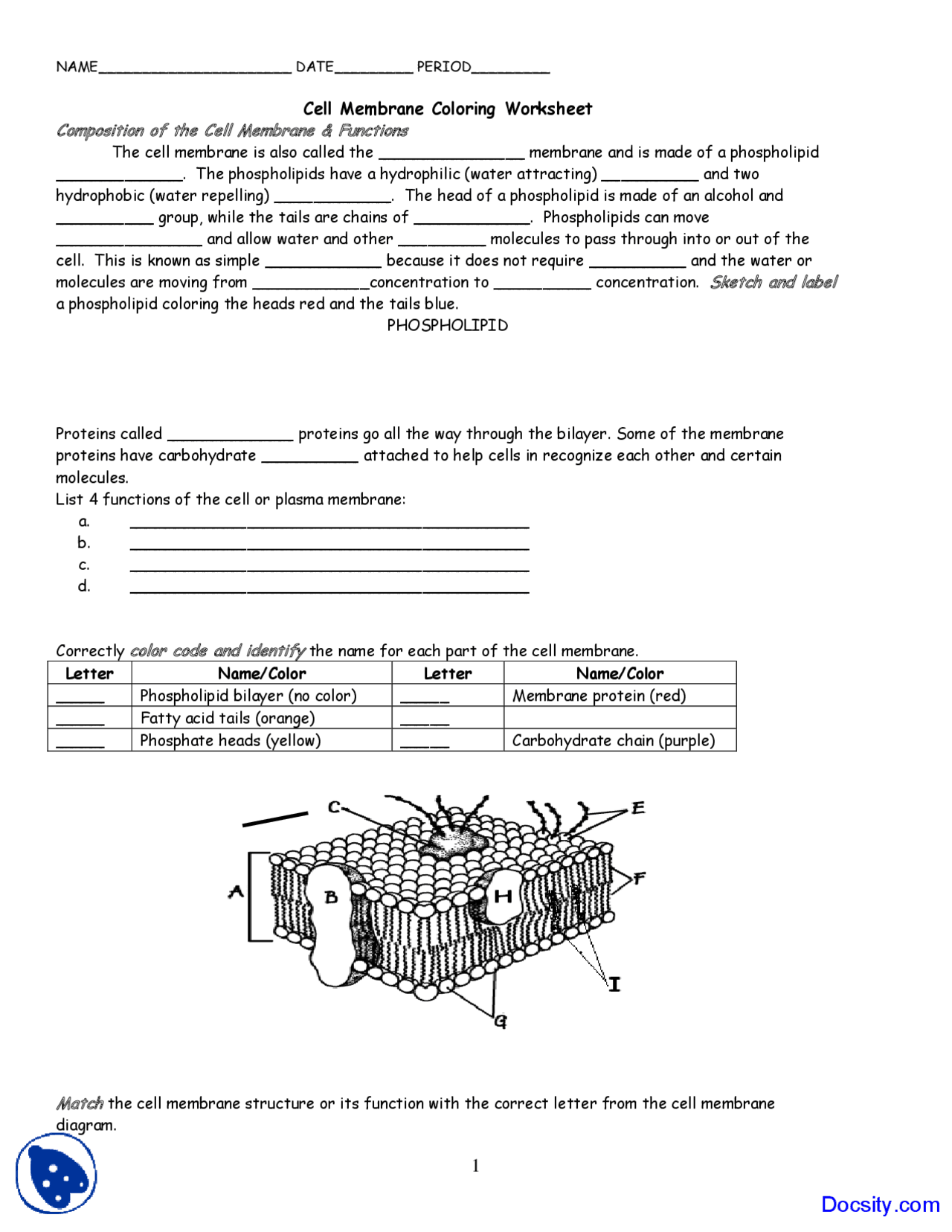 Cell Membrane Coloring Application Of Biology Assignment Exercises Biology Docsity