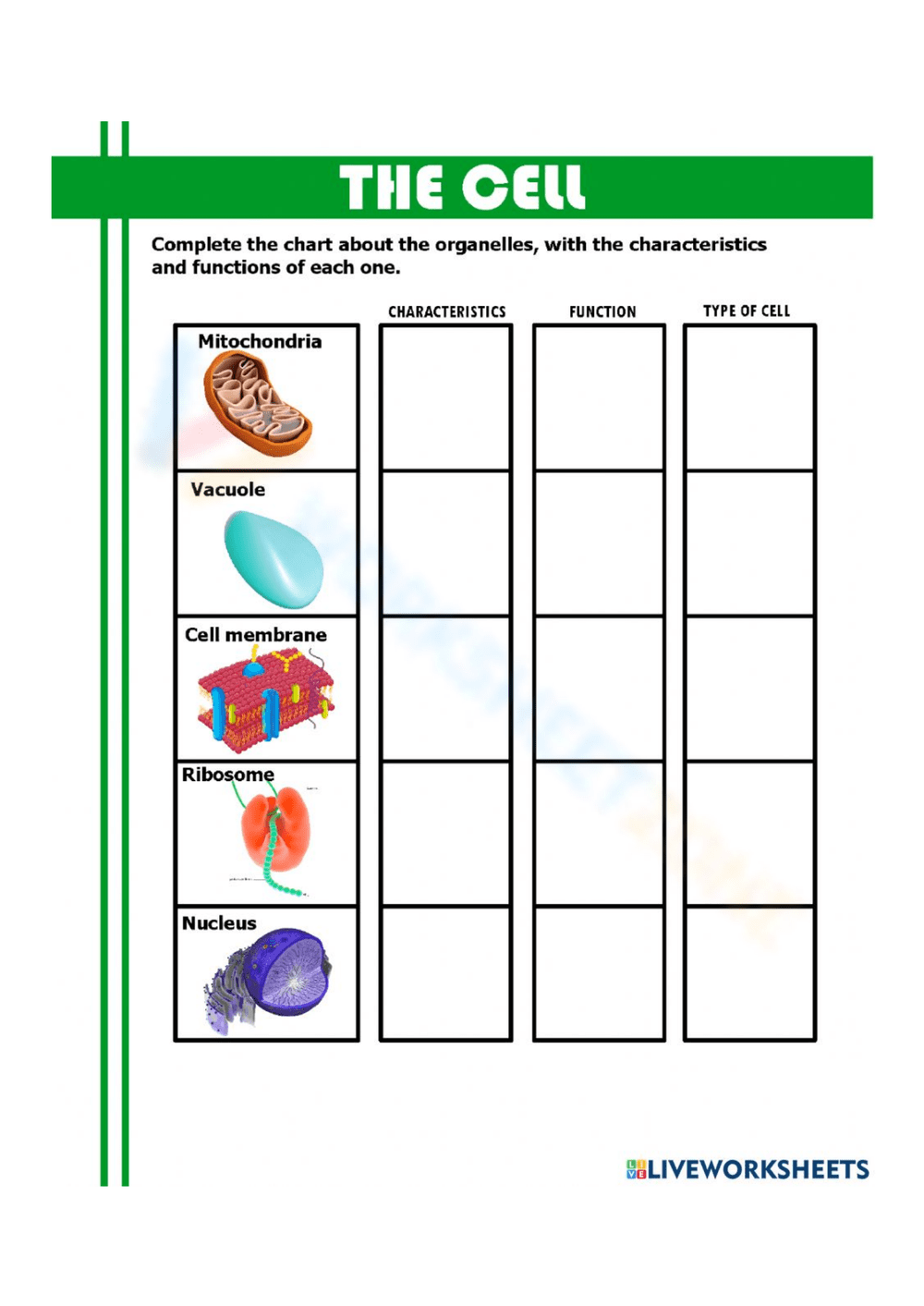 Cell Organelles Worksheets Printable