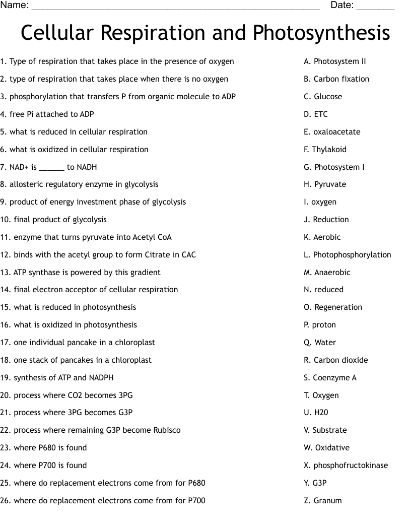 worksheet on cellular respiration