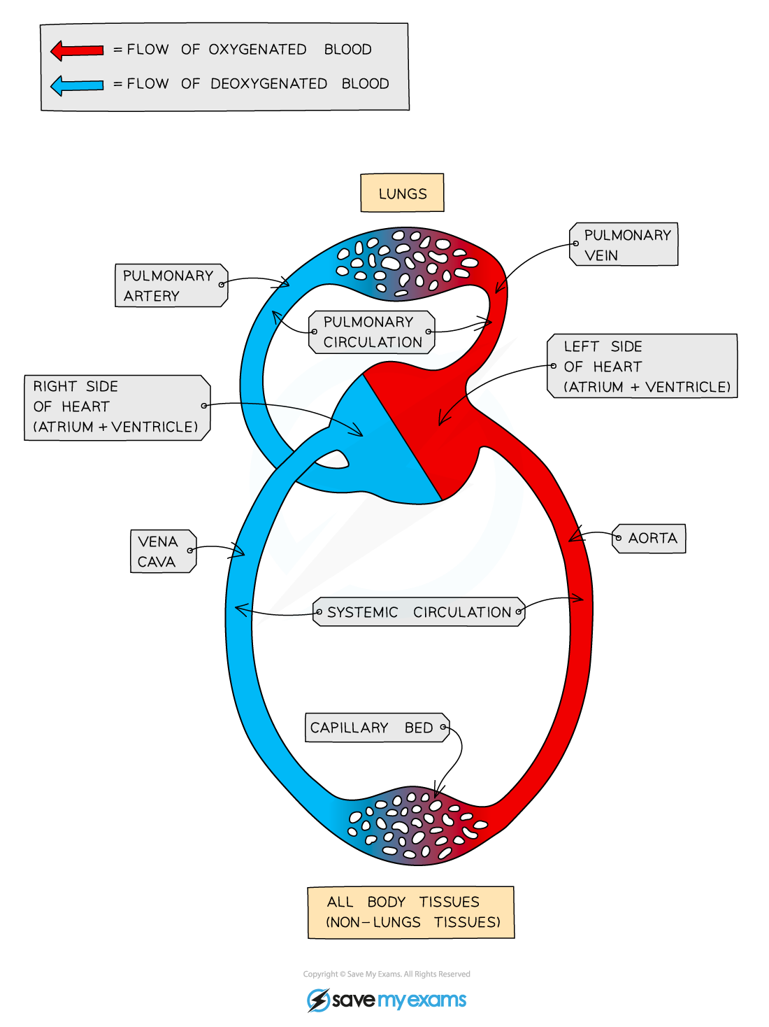 flashcard: circulatory system