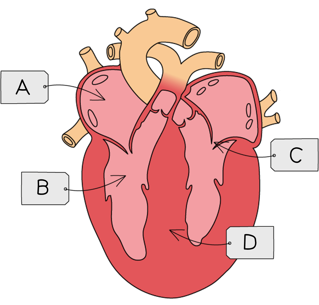 Circulatory Systems Heart Blood Vessels Flashcards Cambridge CIE IGCSE Biology 