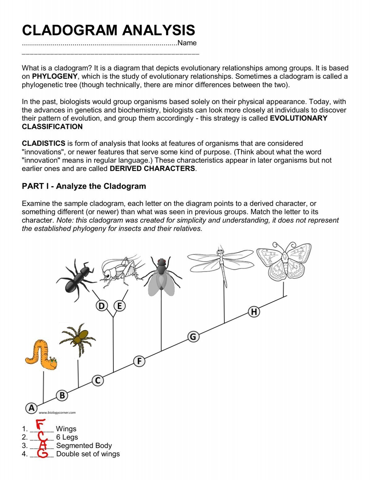 cladogram worksheet answers