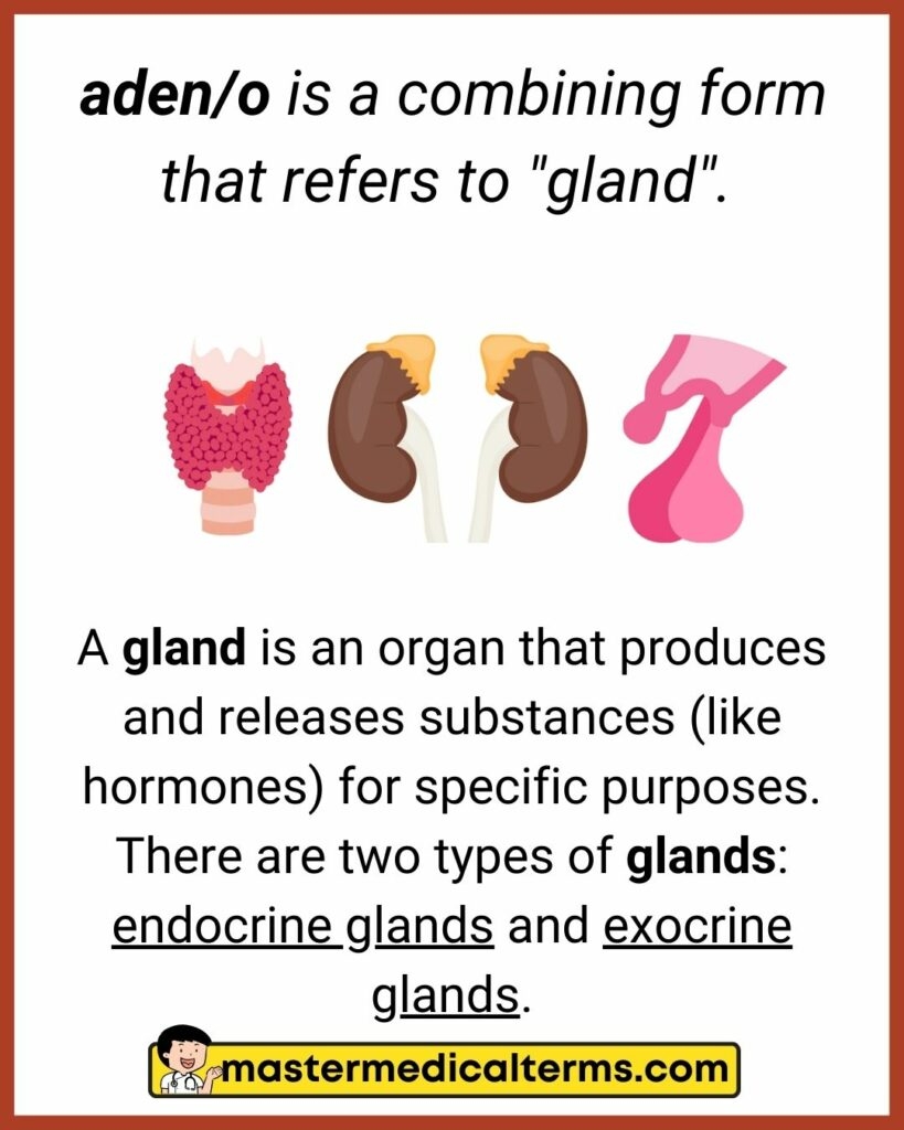 flashcards for endocrine system