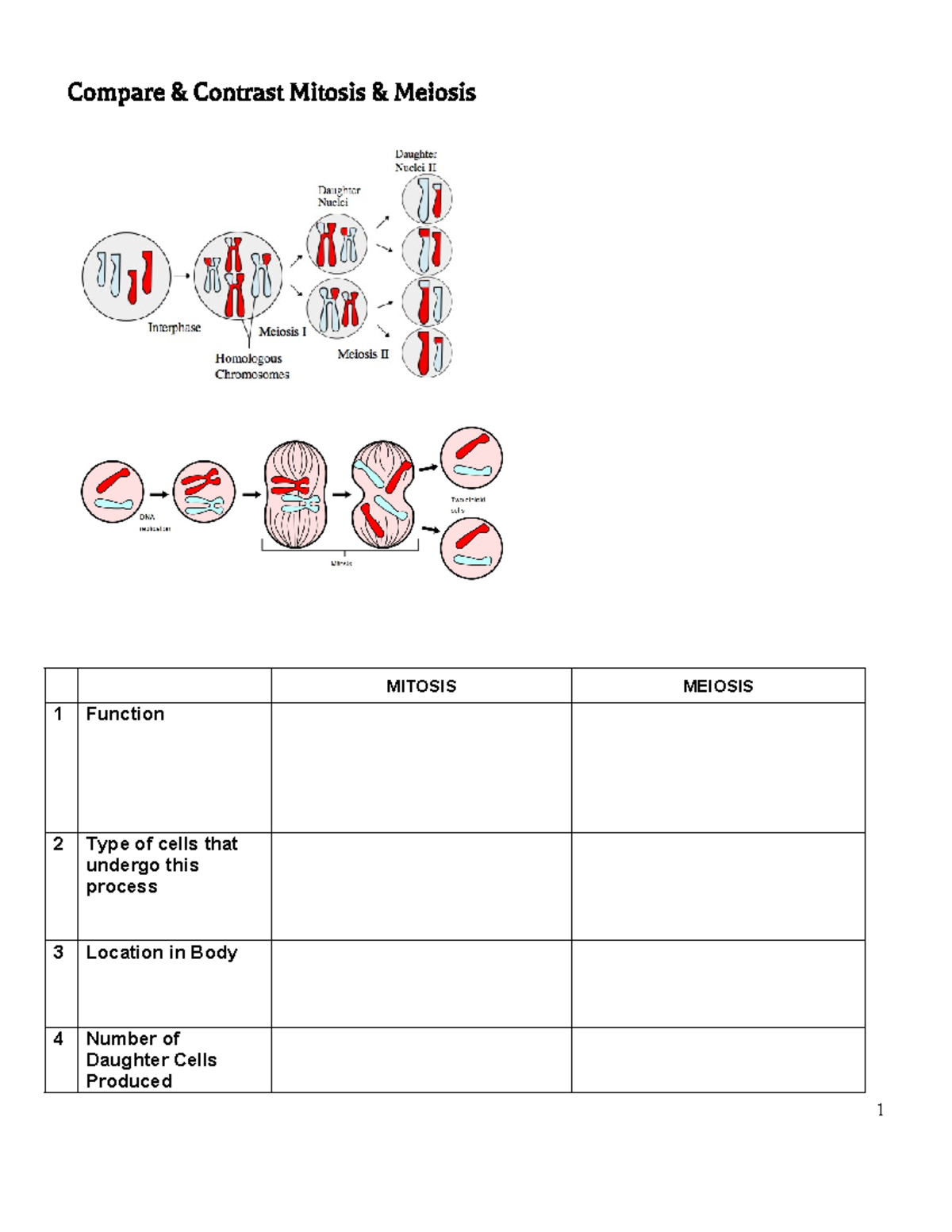 Comparing Mitosis Meiosis Key Differences Worksheet Studocu