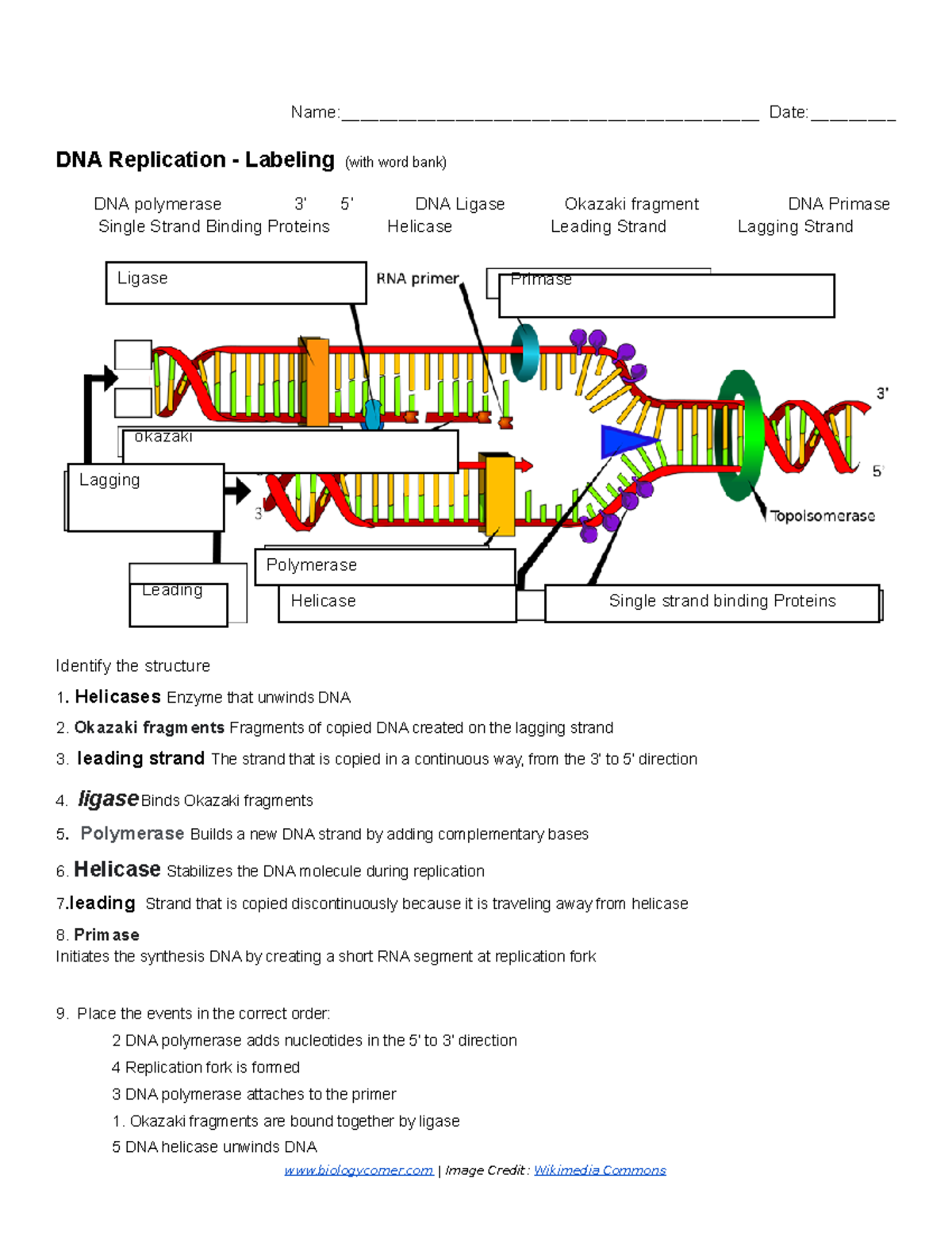 worksheet dna replication