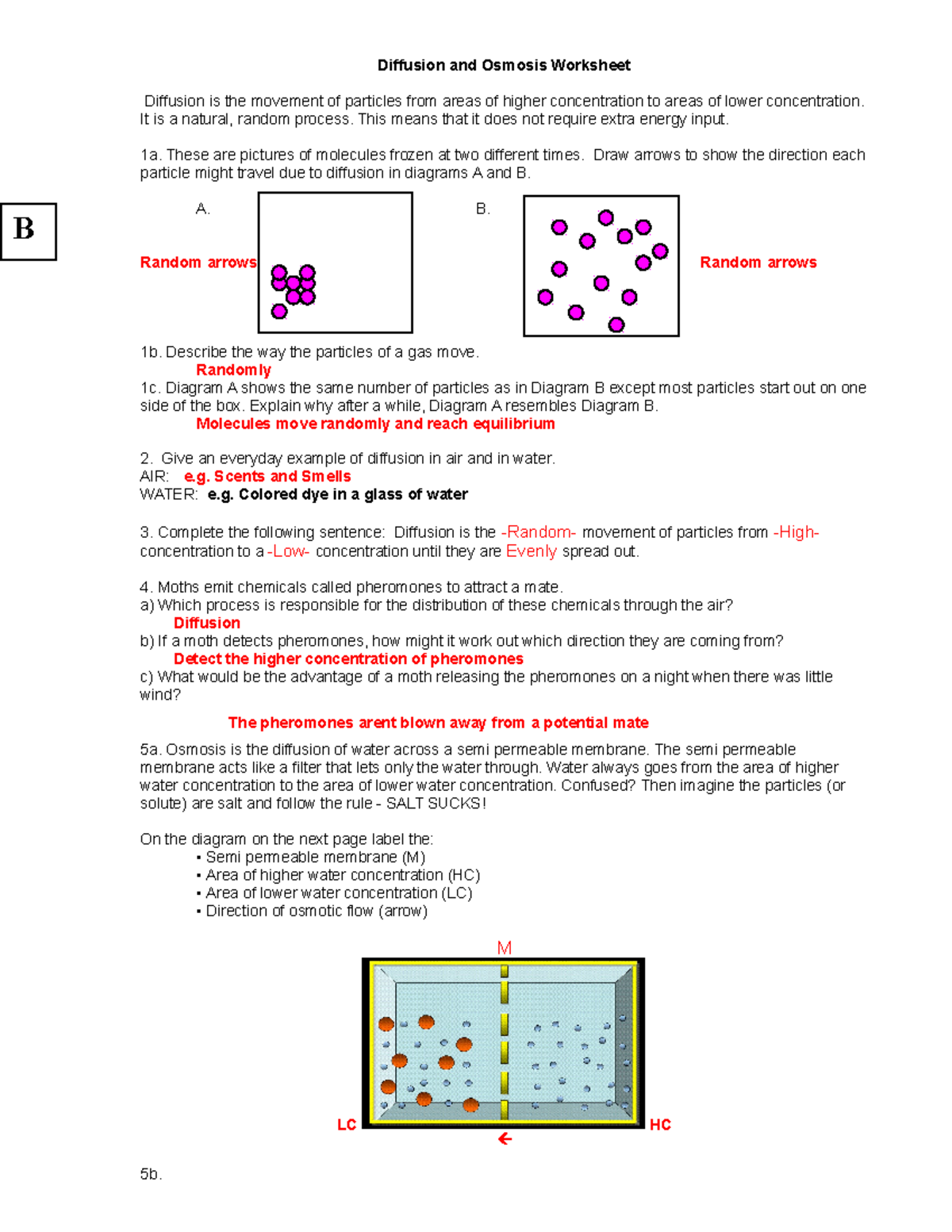 Diffusion And Osmosis Worksheet KEY Biology 08 2 Studocu
