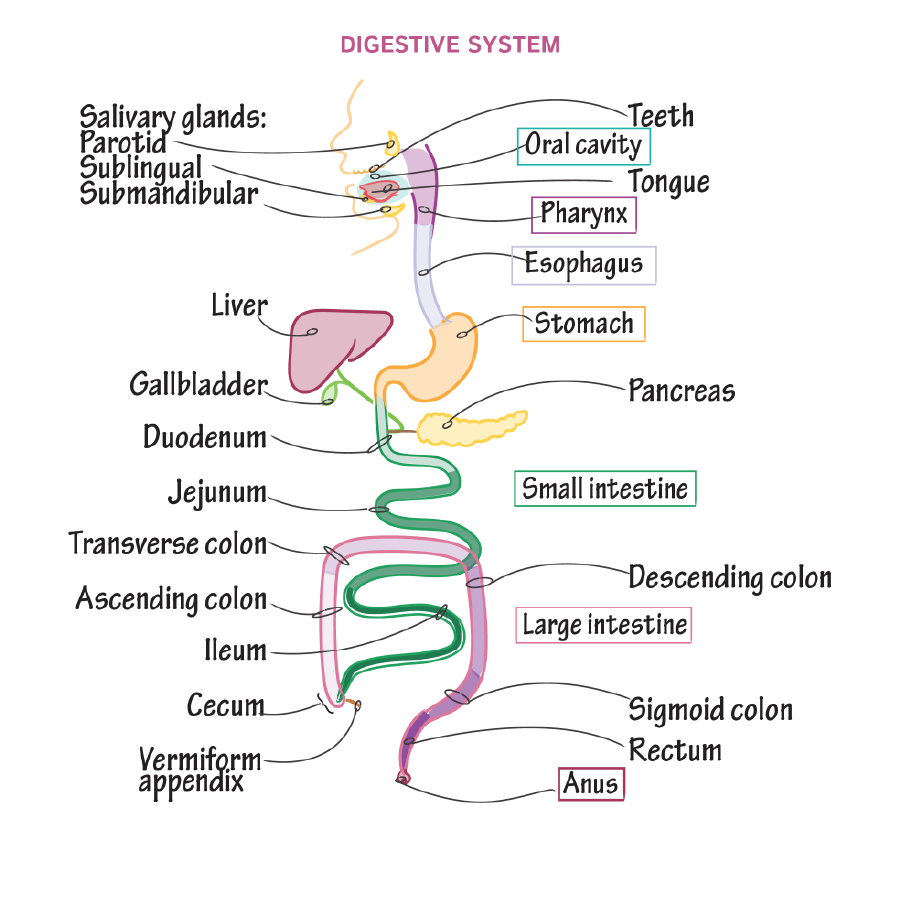Digestive System Anatomy Gross Anatomy Flashcards Ditki Medical And Biological Sciences