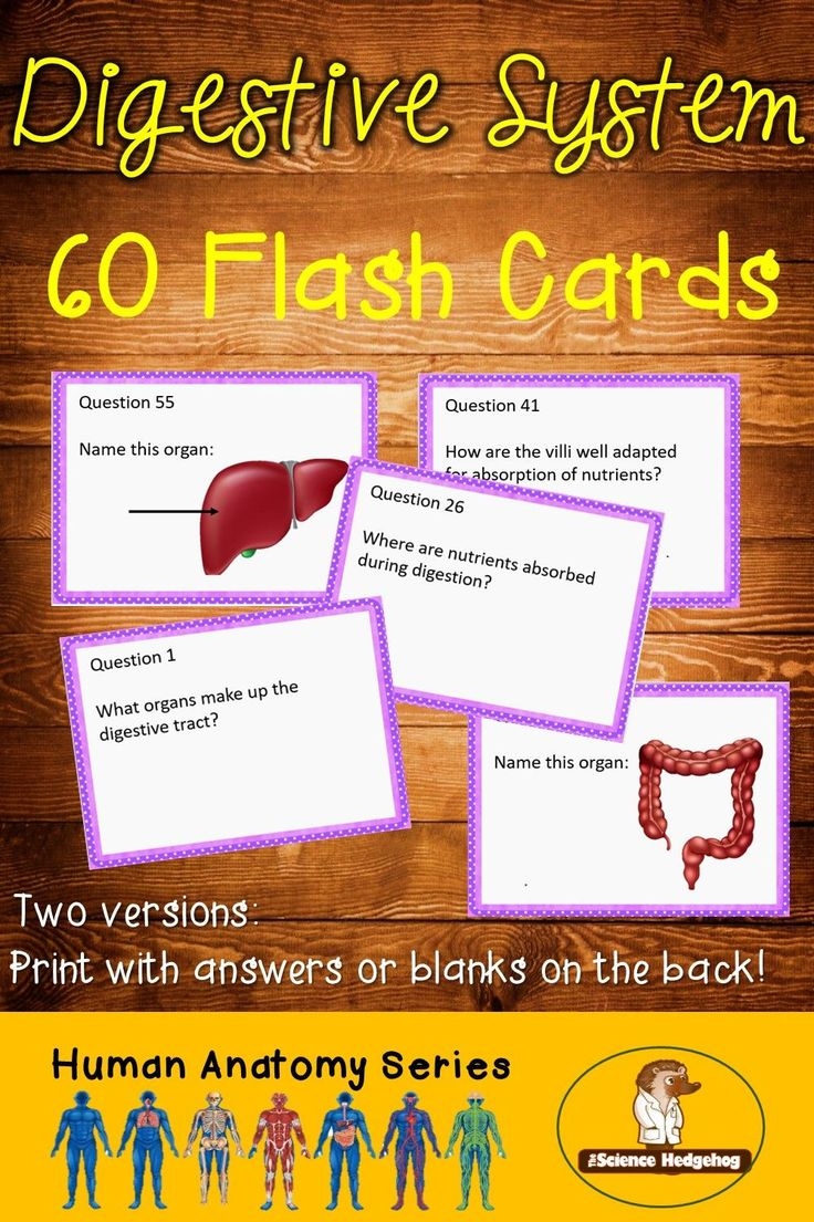 Digestive System Flash Cards