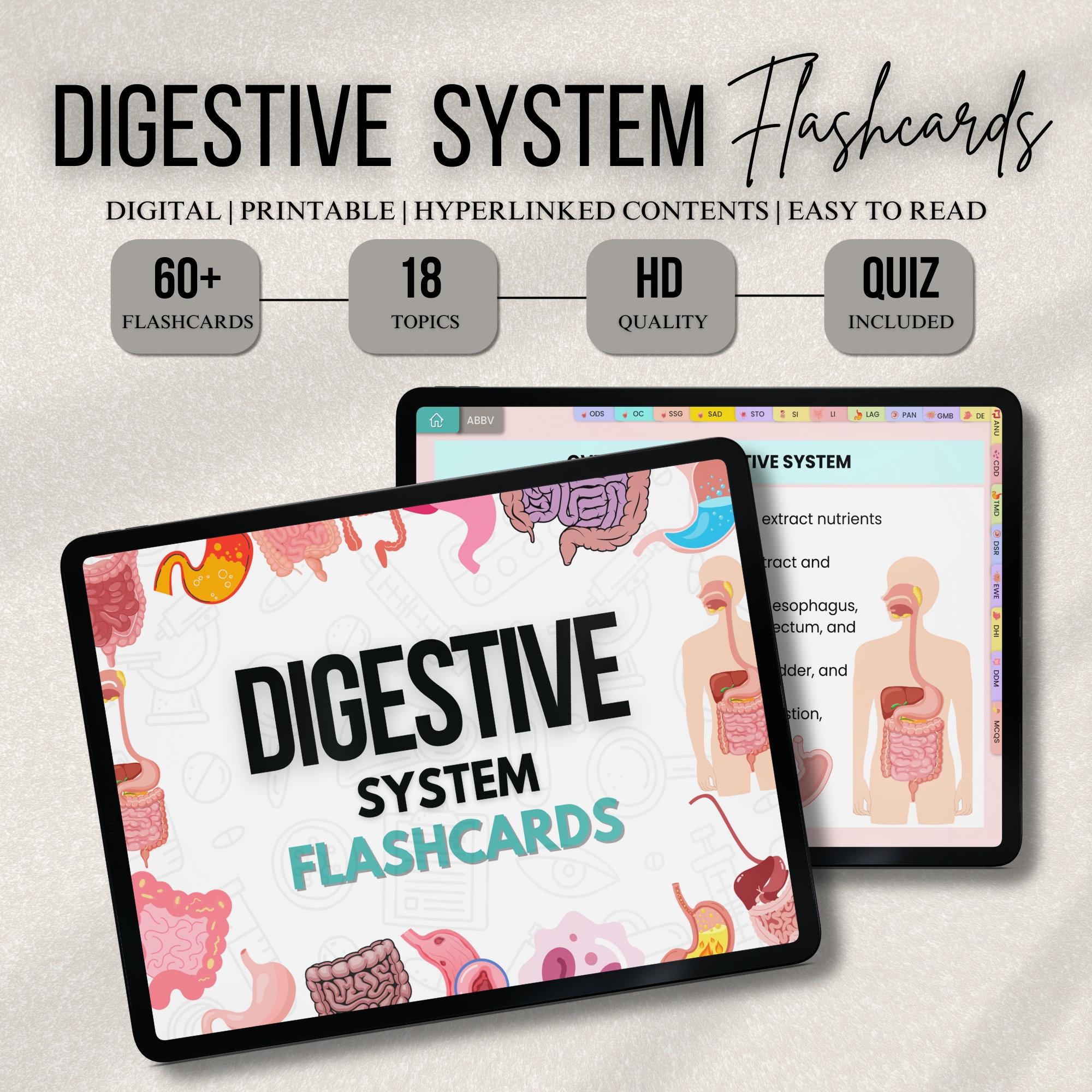 digestive system flashcards