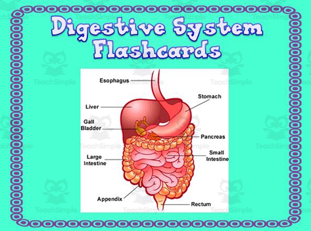 Digestive System Flashcards By Teach Simple