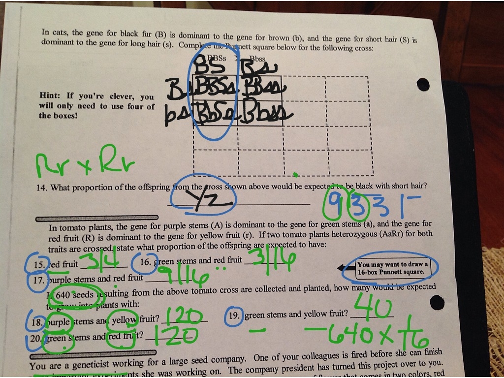 Dihybrid Cross Worksheet Science Biology Genetics ShowMe