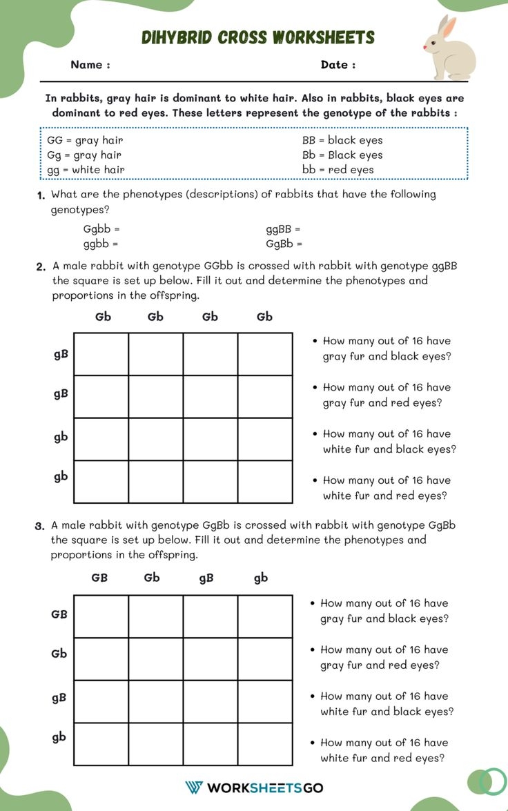 Dihybrid Cross Worksheets