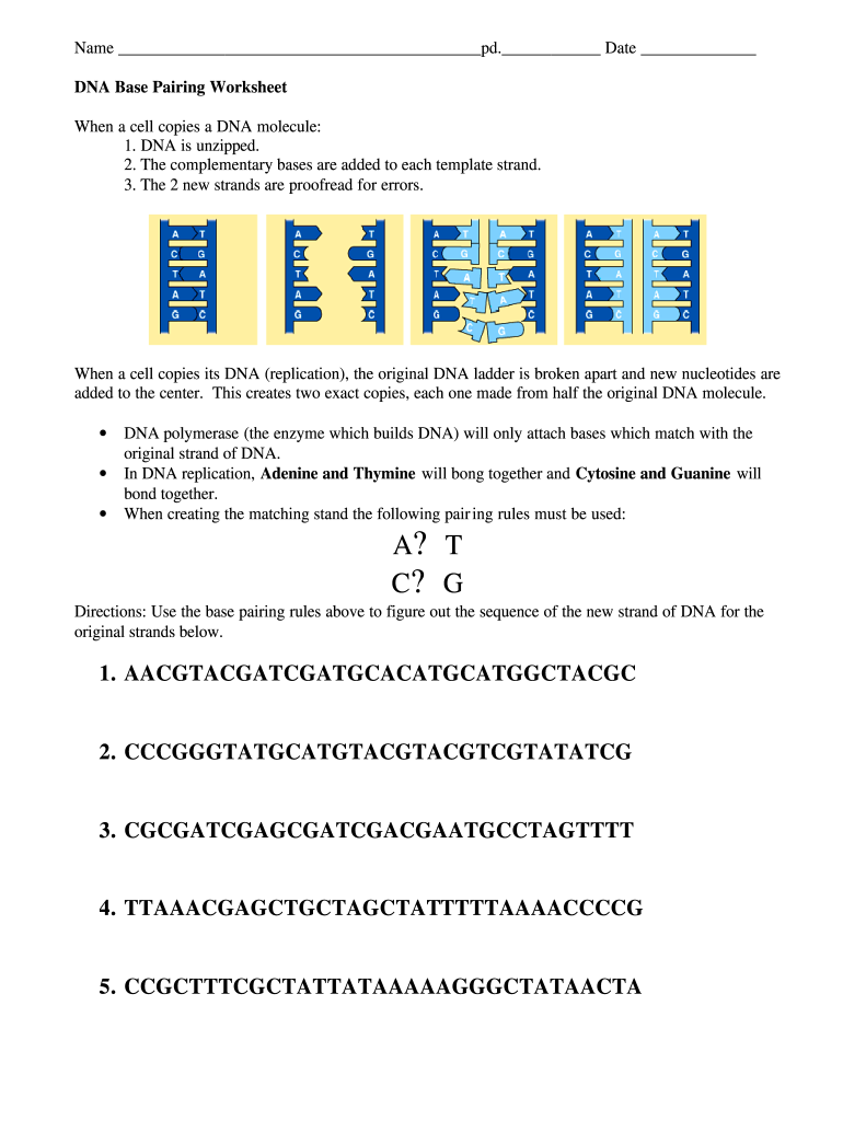Dna Base Pairing Worksheet Fill Out Sign Online DocHub