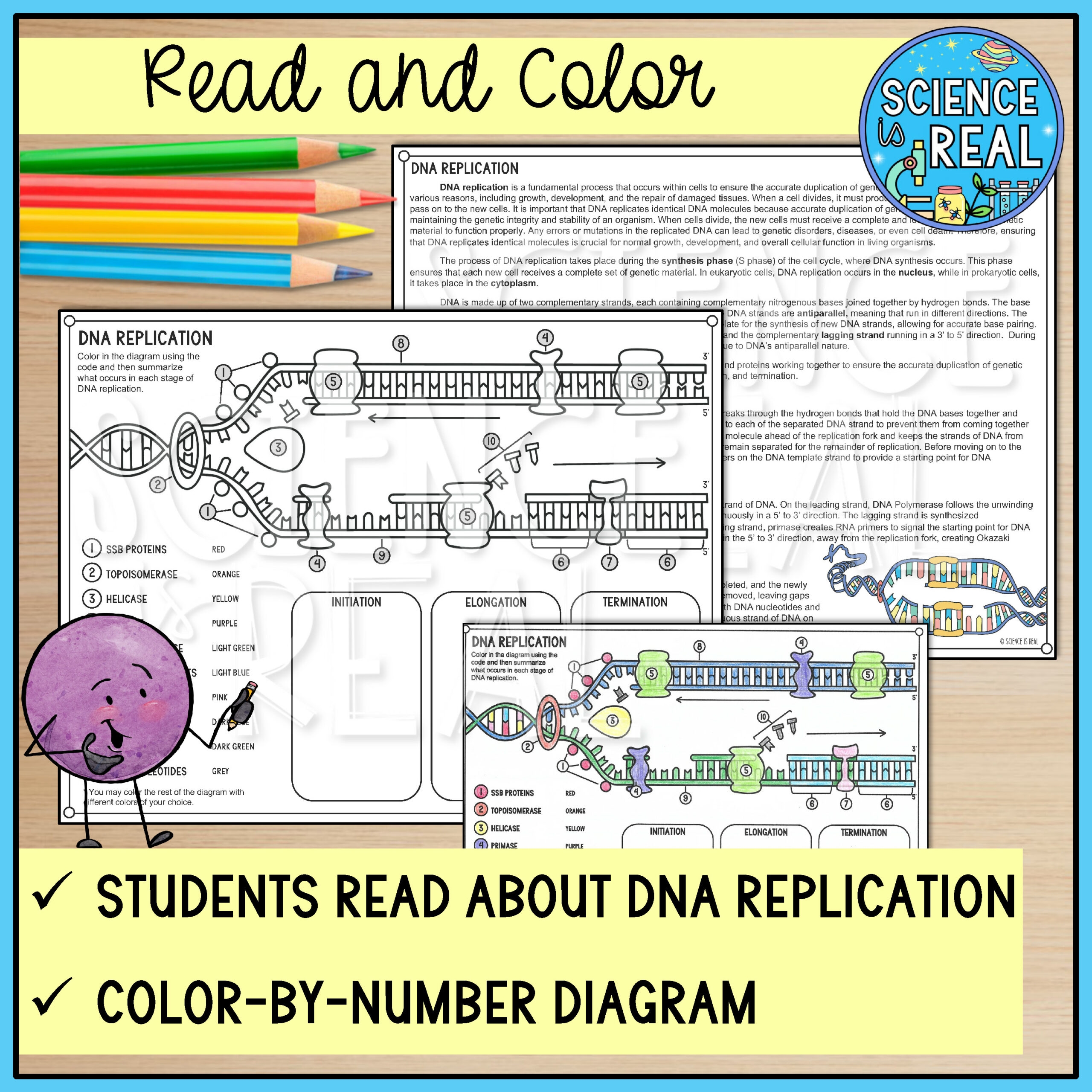 worksheet on dna replication