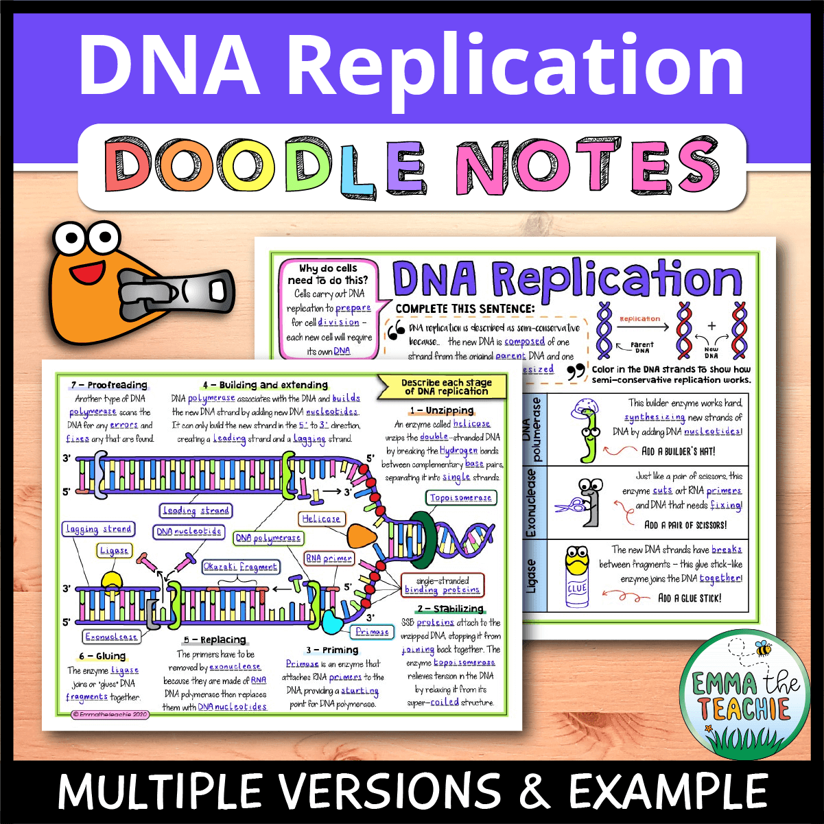DNA Replication Doodle Notes Emmatheteachie