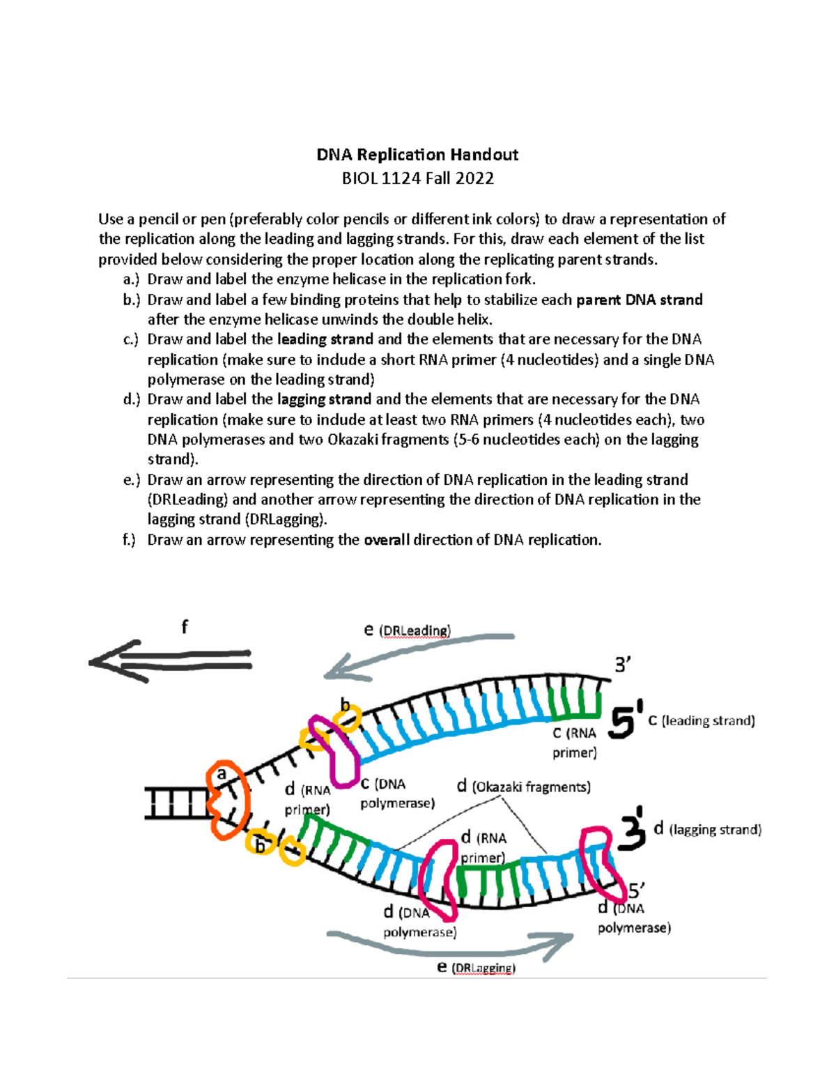 DNA Replication Handout KEY DNA Replication Handout BIOL 1124 Fall 2022 Use A Pencil Or Pen Studocu