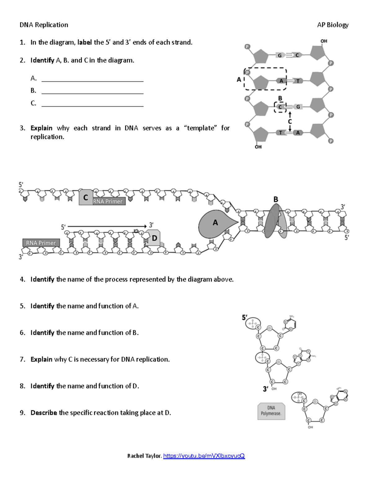 DNA Replication Worksheet AP Bio Detailed Study Guide Studocu