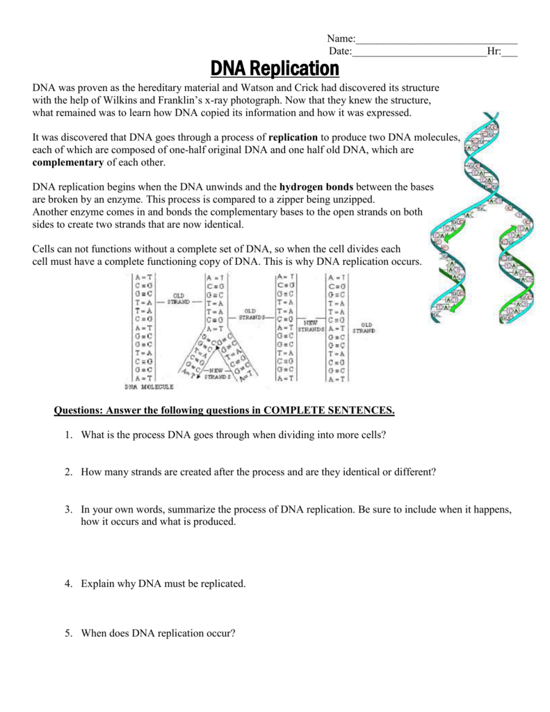 dna replication worksheet