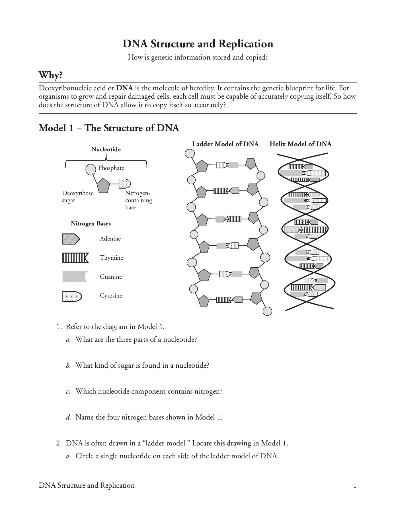 dna the double helix worksheet