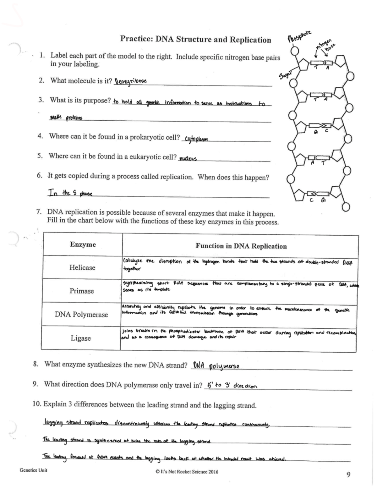 DNA Structure and Replication handout 2 1 Label Each Part Of The Model To The Right Include Studocu
