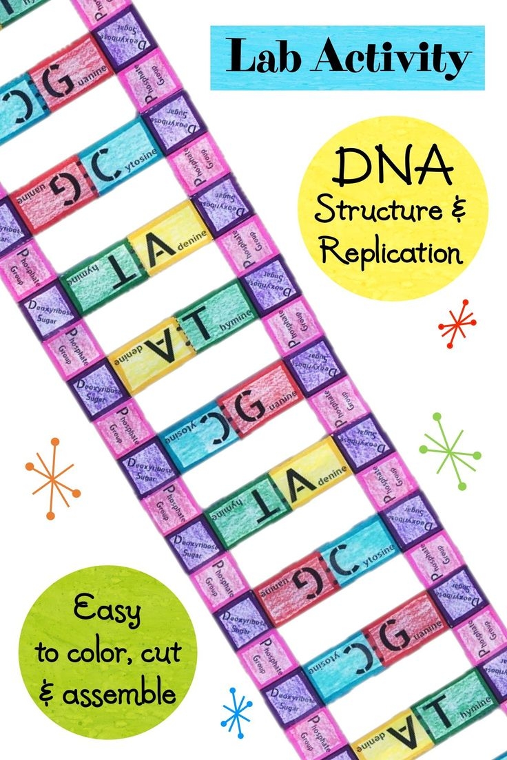 dna structure and replication worksheet