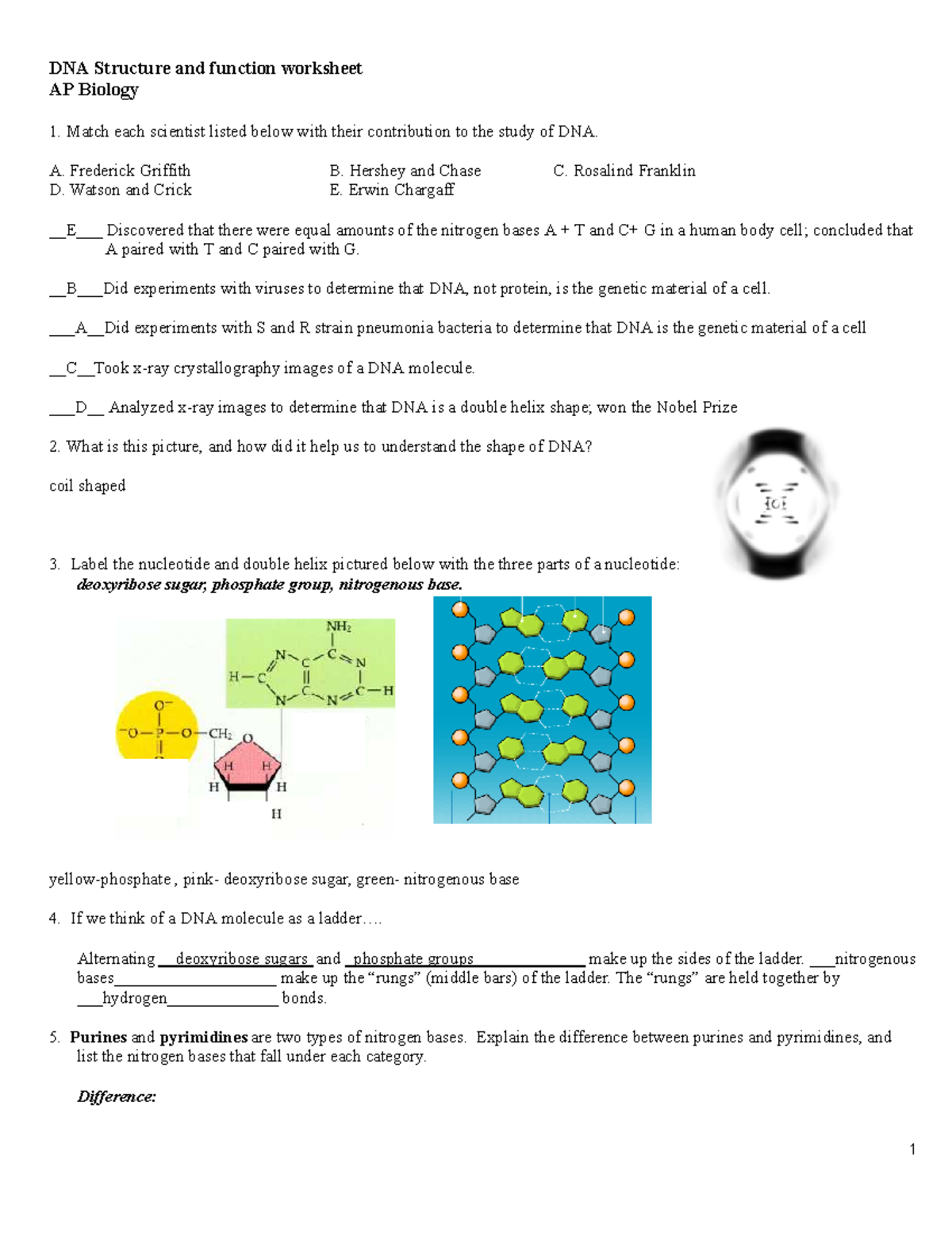 DNA Structure Function Worksheet AP Biology Transcription Translation Studocu