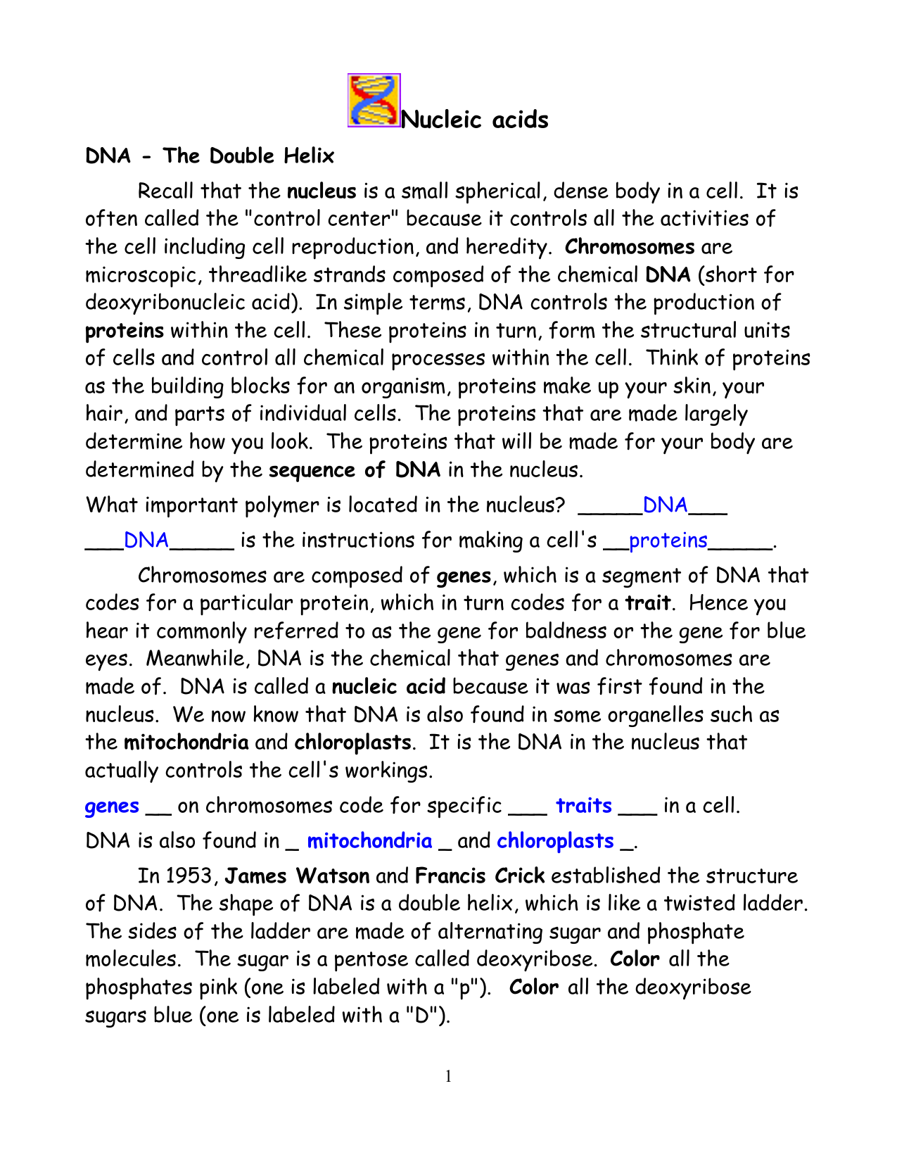 DNA Structure Function Worksheet