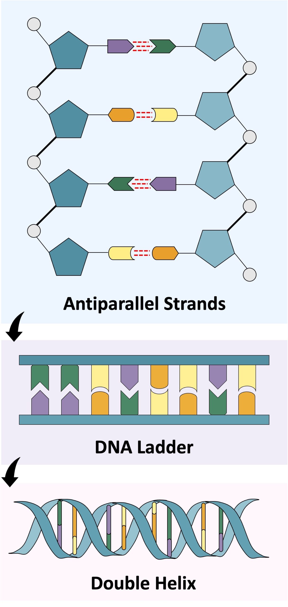 DNA Structure