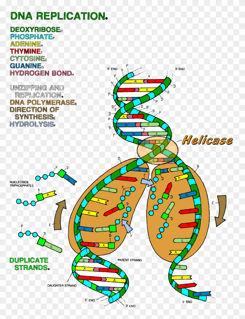Dna The Double Helix Coloring Worksheet Dna Transcription Coloring Worksheet Clipart 2341468 PikPng