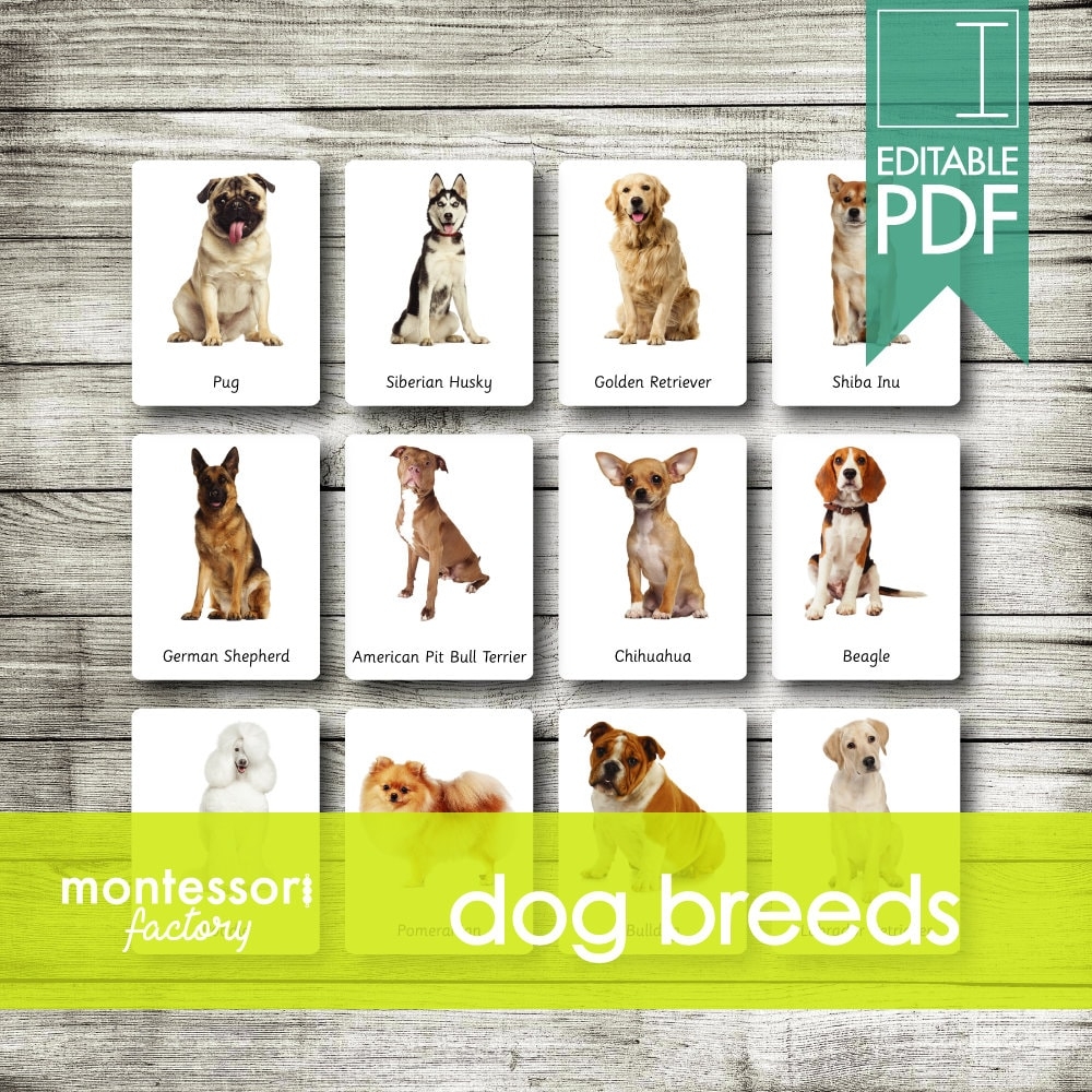 DOG BREEDS Montessori Cards Flash Cards Three Part Cards Nomenclature Cards Educational Material Printable Editable PDF Etsy