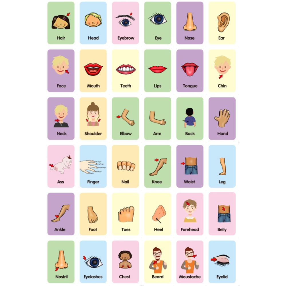 Educational Flash Cards Body Parts T For Toys
