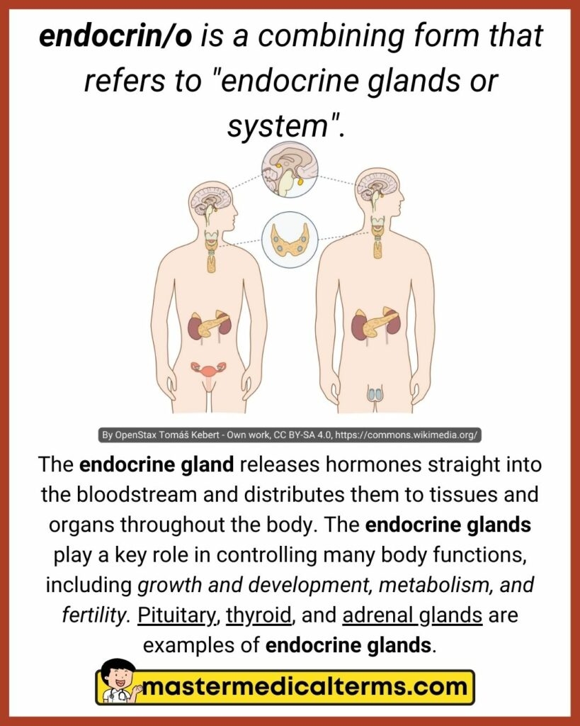 Endocrin o Master Medical Terms
