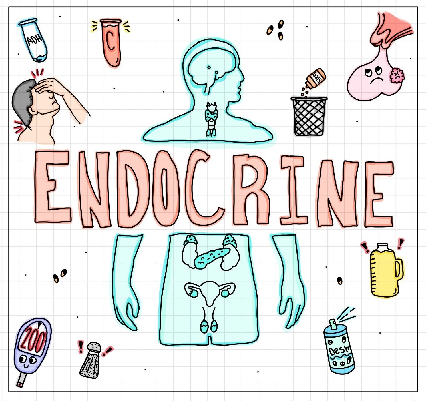 Endocrine System Flash Cards part 1 17 Cards Etsy