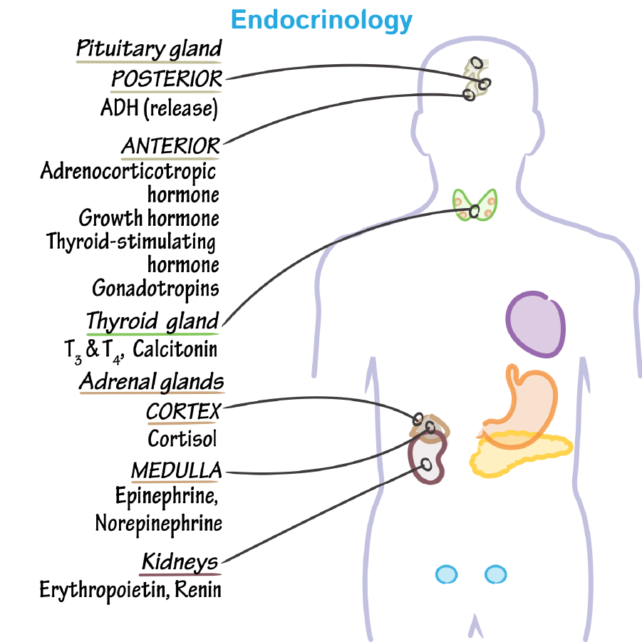 Endocrine System Overview Physiology Flashcards Ditki Medical And Biological Sciences
