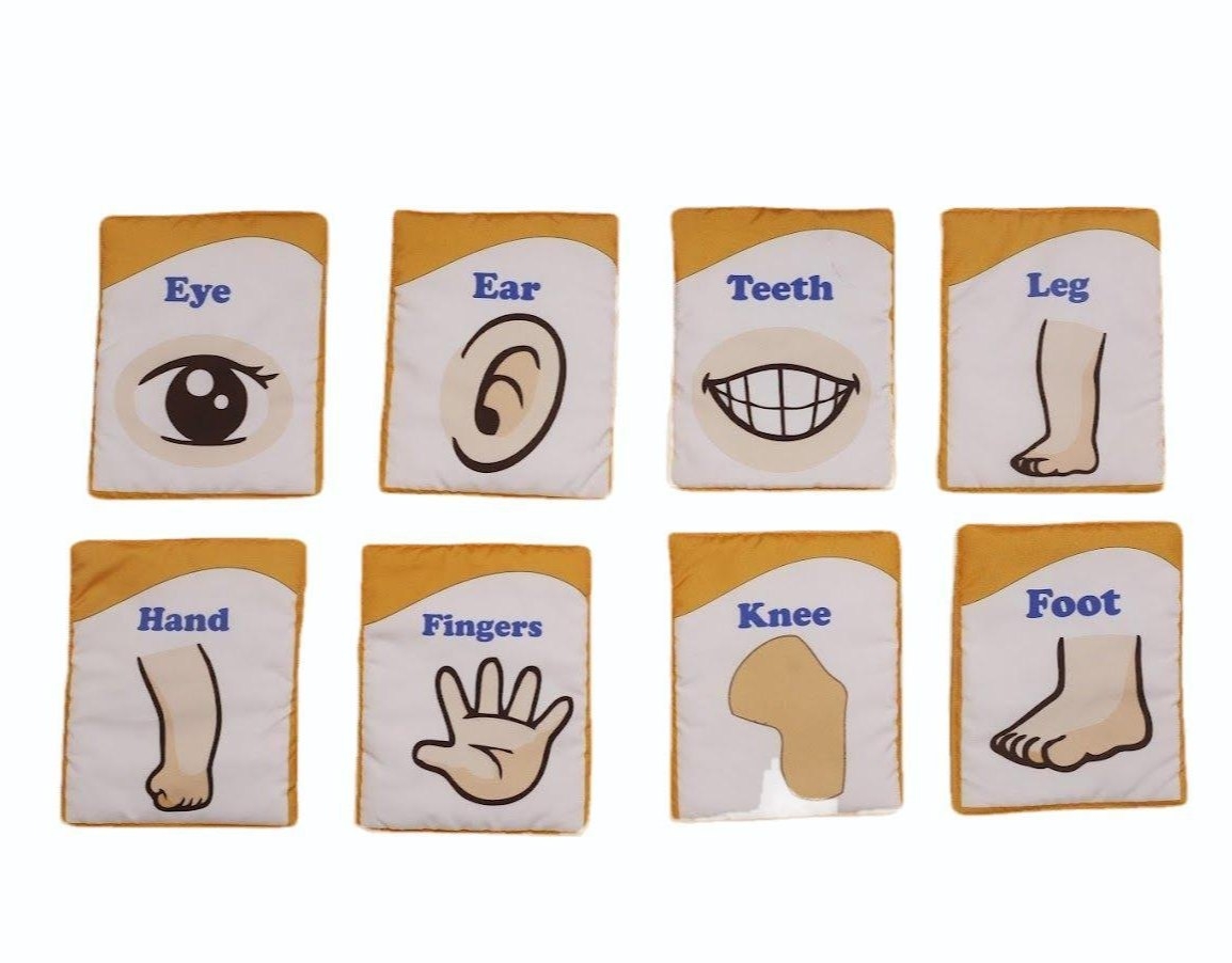 English Body Parts Picture Flash Cards Set Pre Reading Skills Child Age Group 0 3 Yrs At 1000 set In Pune