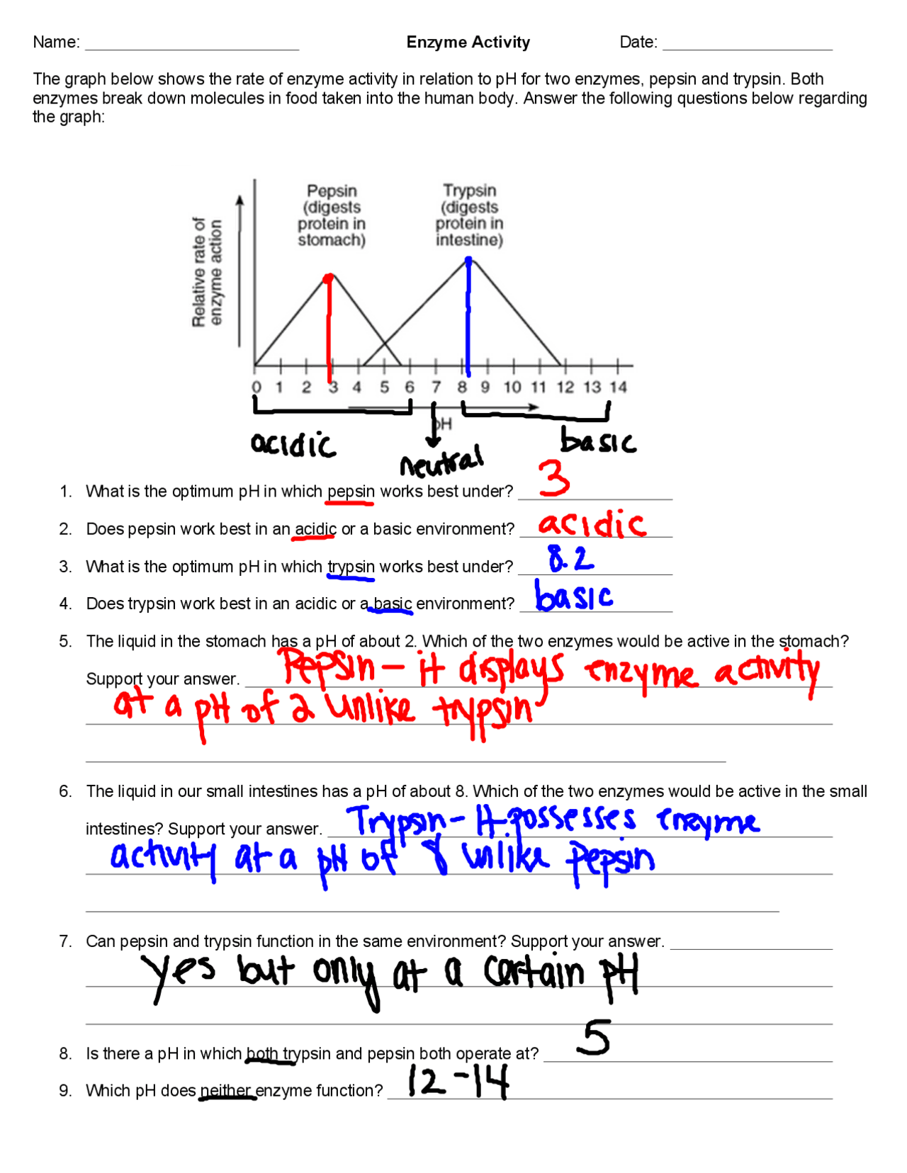 Enzyme Activity Worksheet Answers pdf Study Notes Enzymes And Metabolism Docsity