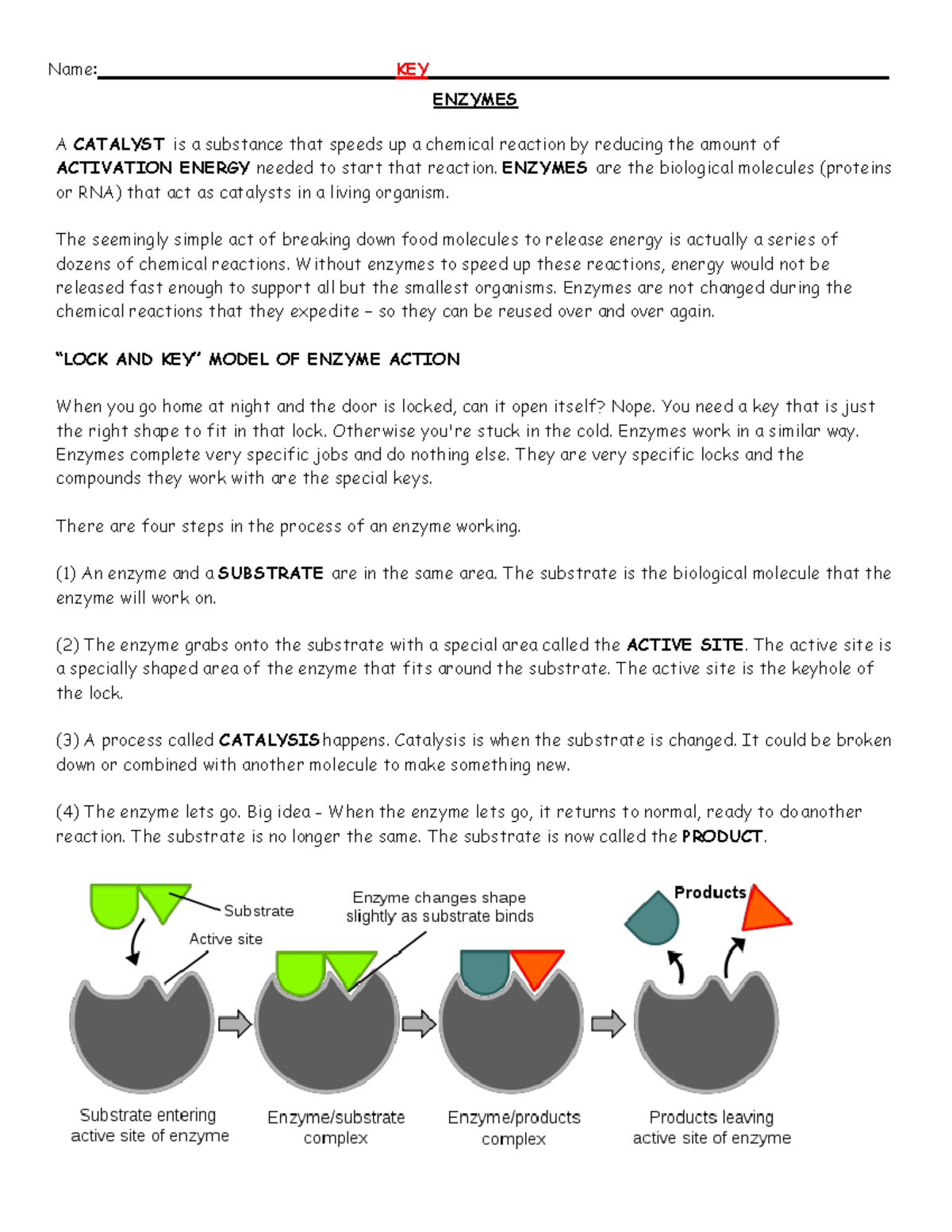 Enzyme Reading Key 1819 Name KEY ENZYMES A CATALYST Is A Substance That Speeds Up A Chemical Studocu