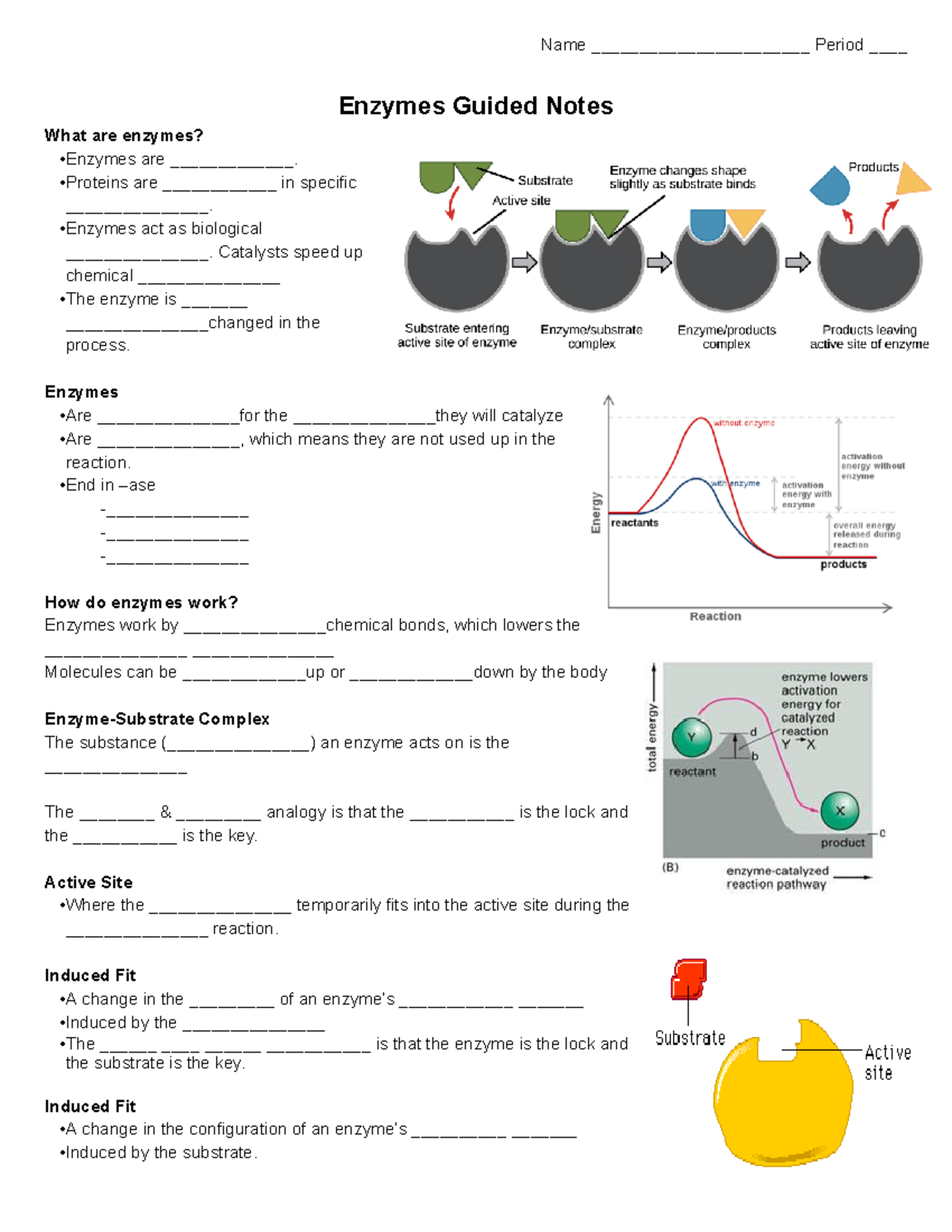 Enzymes Guided Notes Worksheet For Bio 101 Enzyme Study Studocu