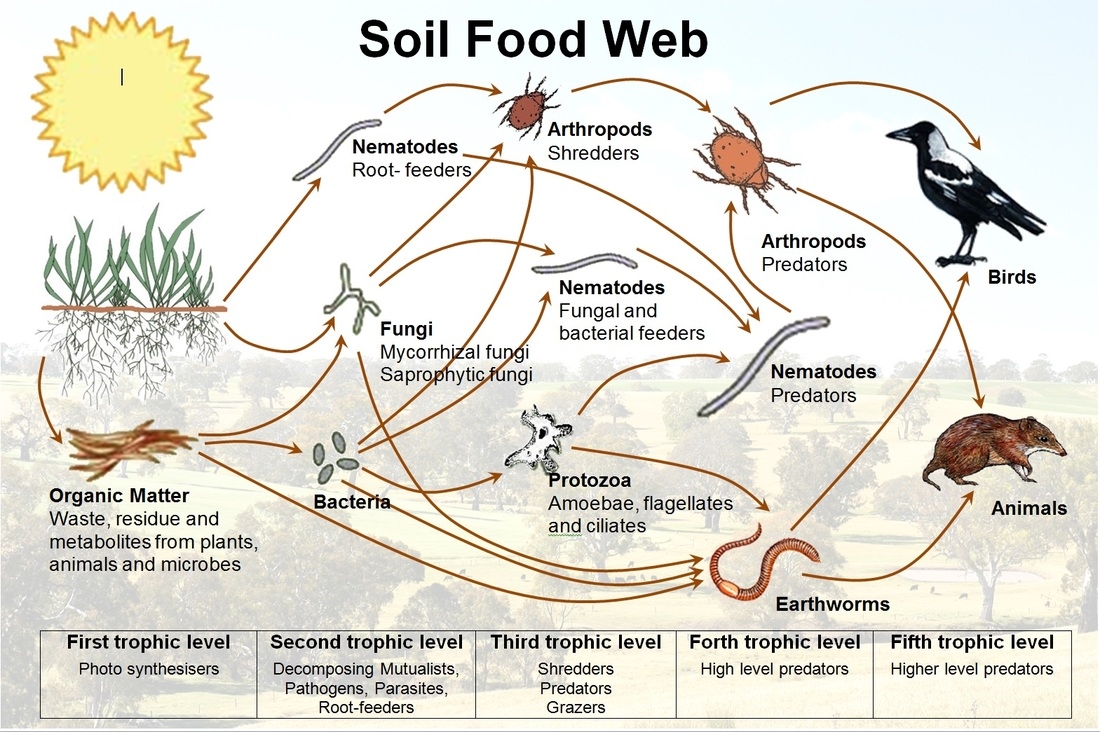 ESS Subtopic 5 1 Soils AMAZING WORLD OF SCIENCE WITH MR GREEN