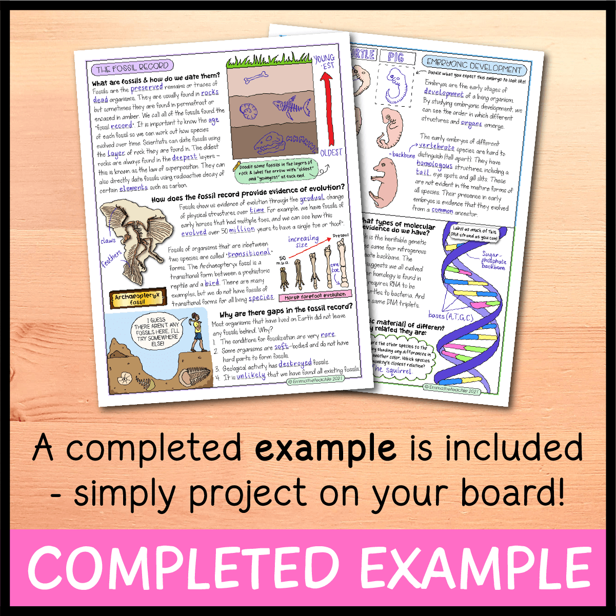 Evidence For Evolution Doodle Notes Emmatheteachie