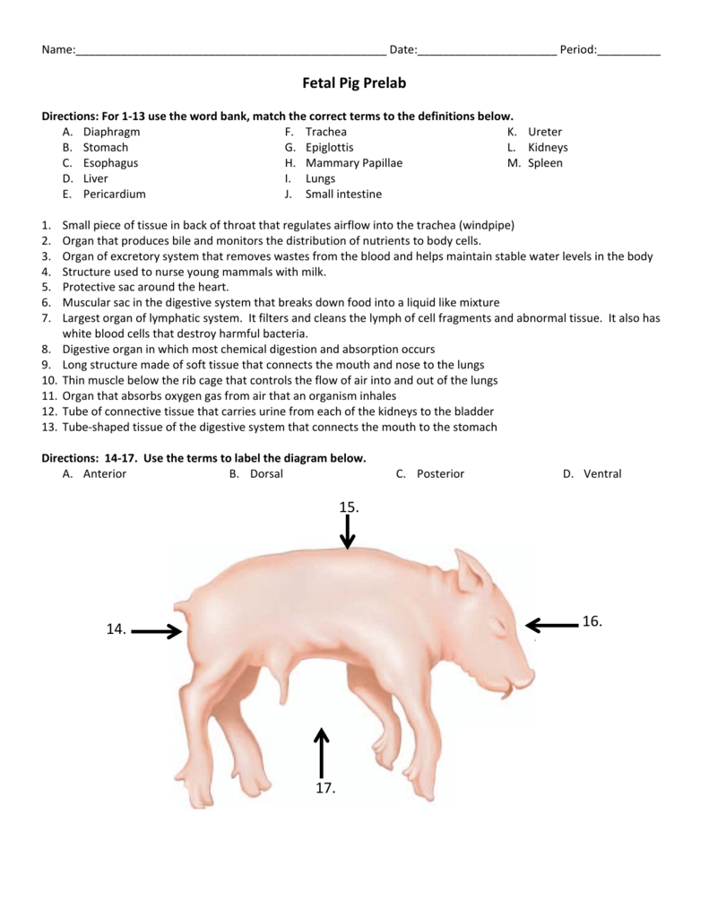 Fetal Pig Anatomy Worksheet Pre Lab Guide