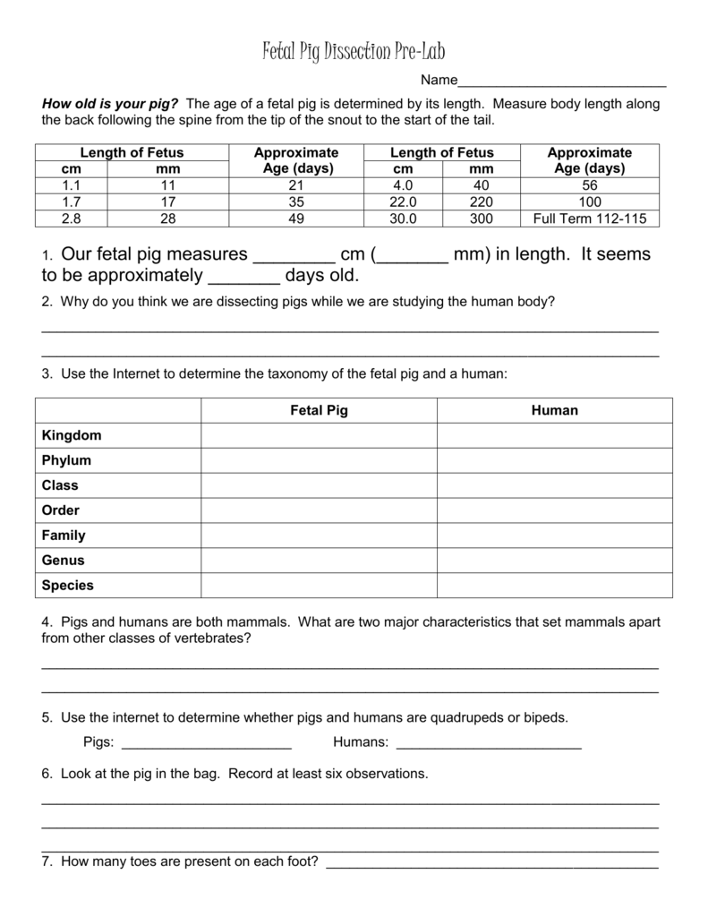 Fetal Pig Dissection Pre Lab Anatomy Taxonomy