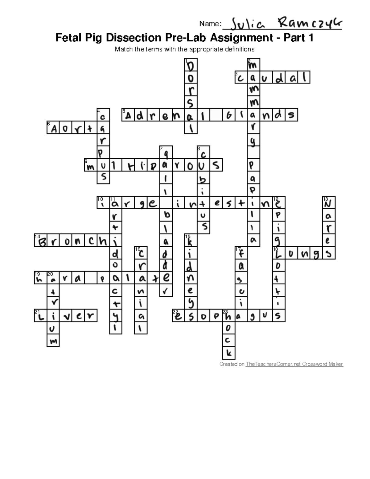 Fetal Pig Dissection Pre Lab Assignment Terms Matching Guide Studocu